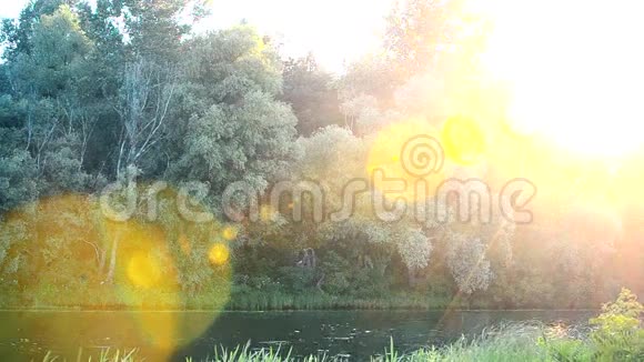 美丽的日落阳光透过树叶照射进来视频的预览图