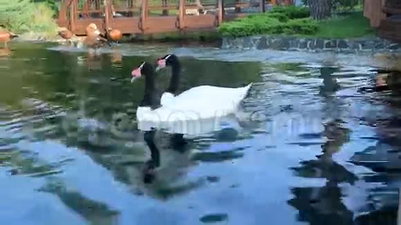 池塘里有两只黑颈天鹅视频的预览图