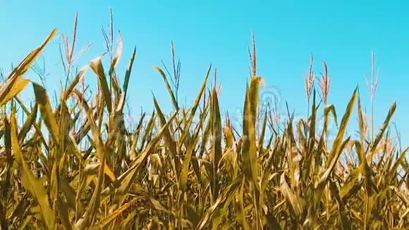 黄有机玉米地干熟玉米的农业概念玉米收获生活方式自然农业视频的预览图