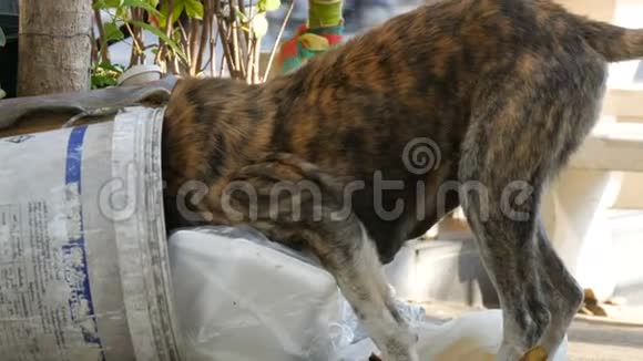 无家可归的虎色狗正在街上的垃圾桶里寻找食物流浪动物的问题视频的预览图