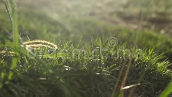 夏末阳光明媚阳光明媚黄金时间草收拢太阳在草后大胆的绿色视频的预览图