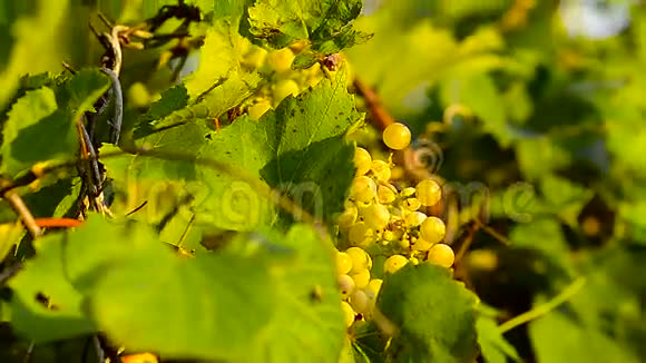 成熟的一串葡萄被太阳风照亮摇动着藤蔓视频的预览图
