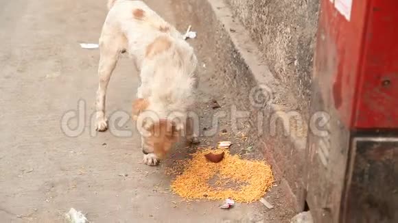 狗在家吃食物视频的预览图