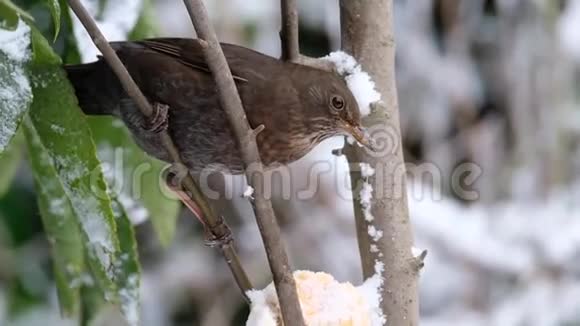 雌性黑鸟在城市住宅花园里觅食视频的预览图