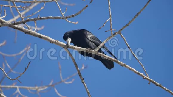 自然鸟黑色乌鸦乌鸦冬天坐在树枝上蓝天野户外乌鸦视频的预览图