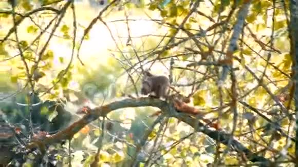 松鼠坐在树枝上手里拿着坚果视频的预览图