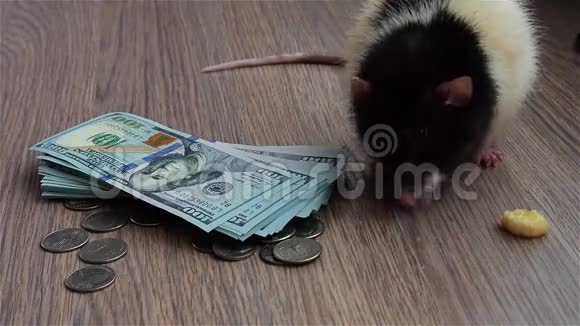 黑白老鼠在硬币和钞票上洗澡美国货币灰色背景视频的预览图