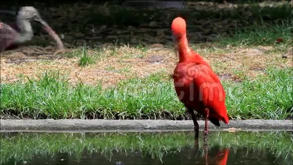 漂亮的红鸟尤多西姆斯鲁伯视频的预览图