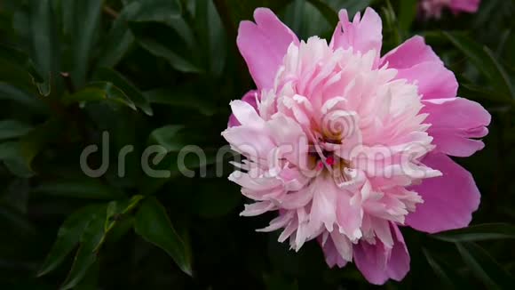 一朵粉红色的牡丹花在花坛上紧贴着风高清视频镜头静态摄像机视频的预览图