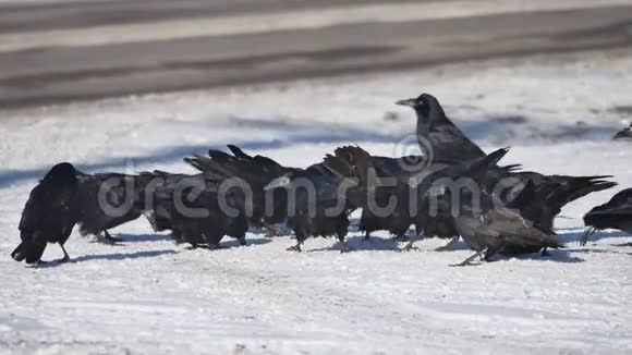 成群的乌鸦坐在雪地里一群野生乌鸦冬天在室外的雪鸟上吃谷物视频的预览图