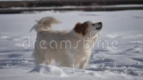无家可归的狗叫着摇着尾巴站在雪地里冬天很冷无家可归的户外宠物问题视频的预览图