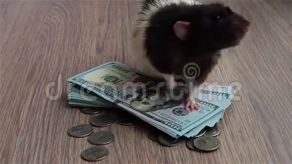 河鼠先生数着钱黑白滑稽老鼠坐在硬币和钞票上洗她的鼻子视频的预览图