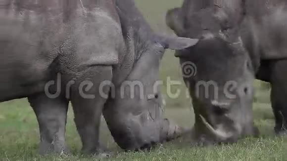 肯尼亚纳库鲁公园白犀牛幼女视频的预览图