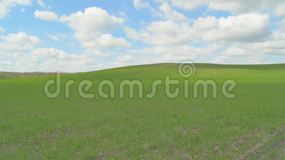 绿色的小麦在晴朗的天气里关门静止视频的预览图
