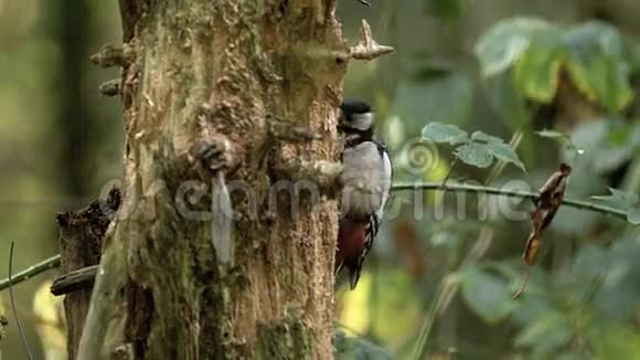 伟大的斑点啄木鸟树突虫专业成人寻找食物在树皮树诺曼底在法国视频的预览图