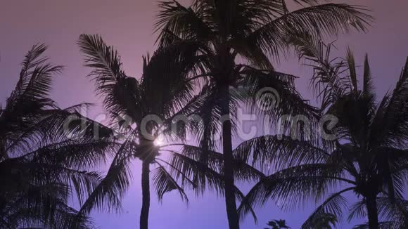 阳光透过棕榈树的叶子照射在度假胜地的热带岛屿上视频的预览图