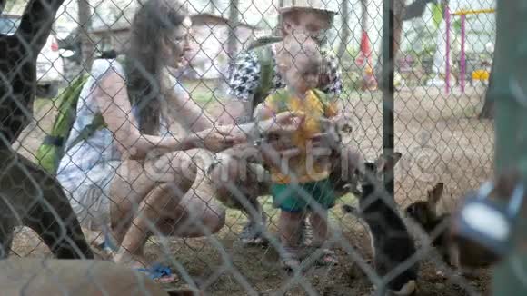 一个小男孩和父母在动物园里用绿草喂兔子几只野兽吃视频的预览图