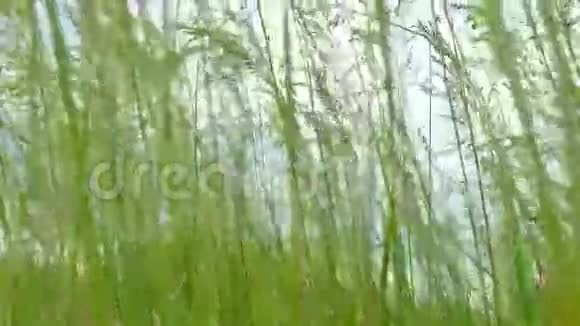 在森林附近的一片田野里把相机移到绿草地上视频的预览图