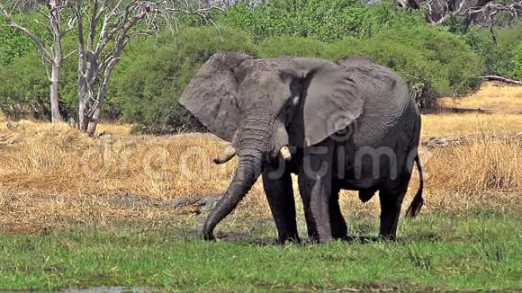 非洲象非洲象成人在博茨瓦纳奥卡万戈三角洲的Khwai河莫雷米保护区喷洒水和泥浆视频的预览图