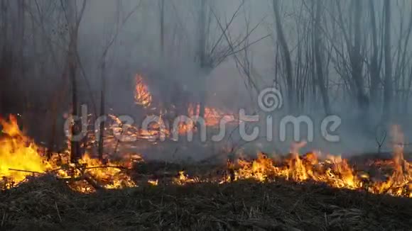 森林火灾视频的预览图