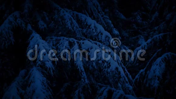 夜间暴风雪中覆盖的雪树视频的预览图