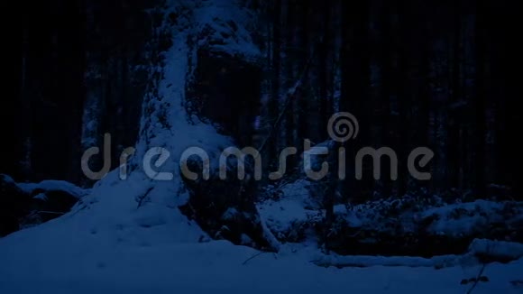 在夜幕降临的时候穿过巨大的老树视频的预览图