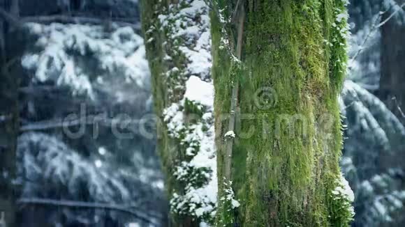 苔藓树树干与雪落视频的预览图