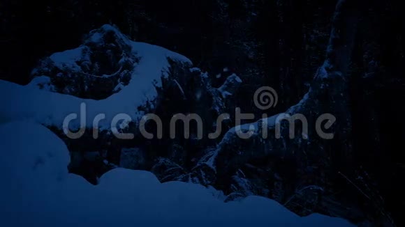夜晚白雪覆盖的树木视频的预览图