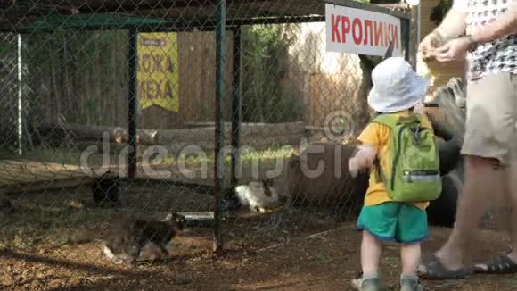 一个小男孩和父母在动物园里用绿草喂兔子几只野兽吃视频的预览图
