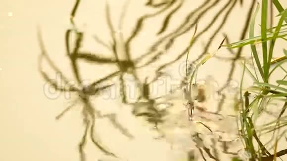 蜻蜓产卵视频的预览图