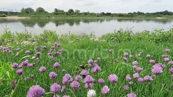 爱尔贝河上的草甸开花大黄蜂飞来飞去德国视频的预览图