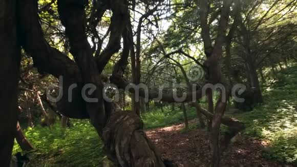 拉索夫斯基保护区内的魔法森林叶夫格罗夫彼得罗夫群岛视频的预览图