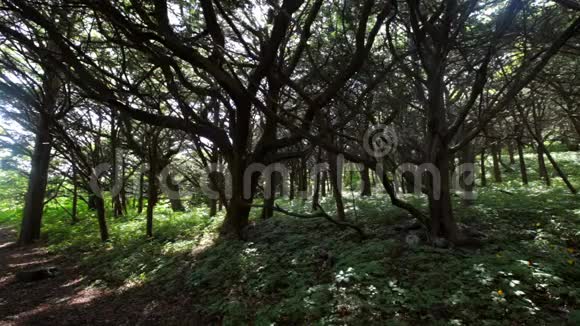 拉索夫斯基保护区内的魔法森林叶夫格罗夫彼得罗夫群岛视频的预览图