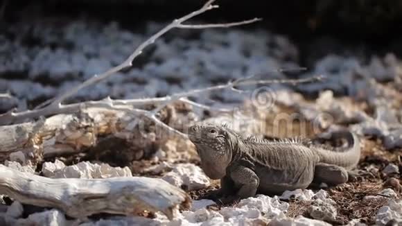 岩石上的灰鬣蜥视频的预览图