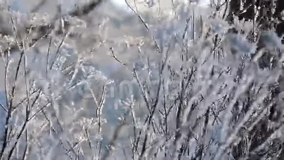 草满霜风摇冬天的早晨视频的预览图