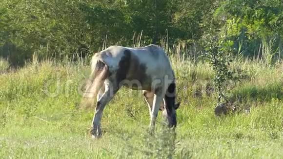 一匹白色和棕色的小马在田野上割草视频的预览图