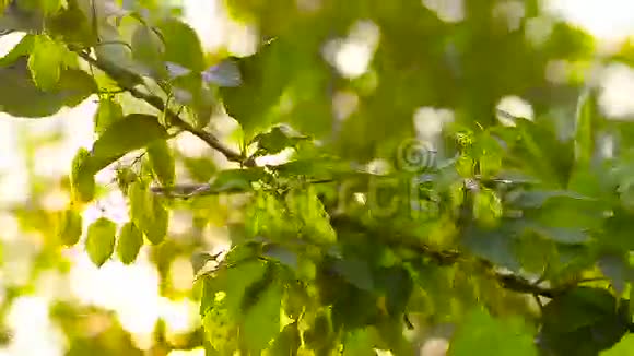 生长在花园里农场里的植物风摇动树枝跳跃啤酒和克瓦斯的成分视频的预览图