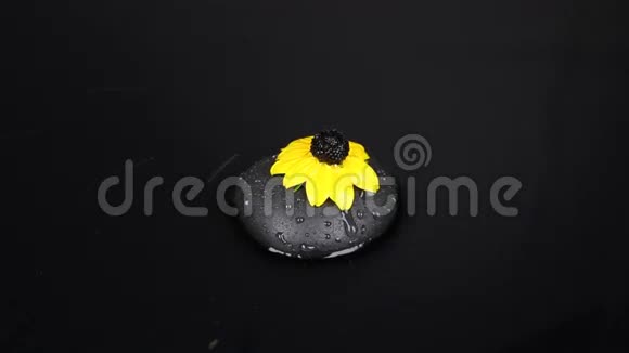 把水滴在黑色的石头和黄色的花朵上放大视频的预览图