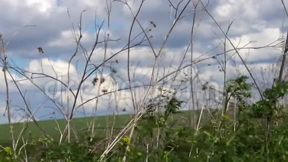 草在风和阳光中摇曳视频的预览图
