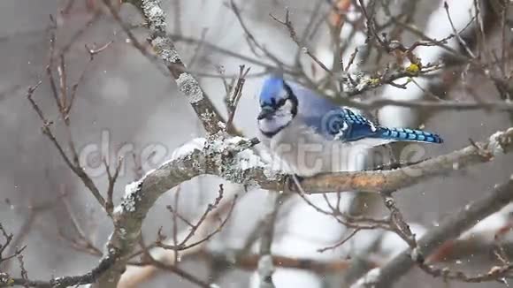 蓝色杰伊在一个下雪的场景视频的预览图