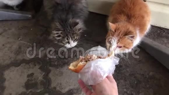 无家可归的脏猫在冬天寒冷的时候在外面吃东西人类喂养猫的流浪动物无家可归的猫视频的预览图