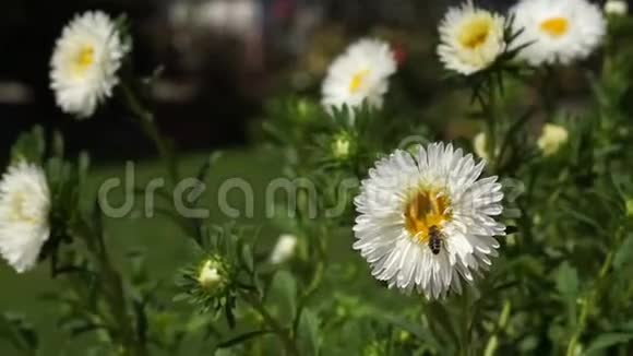 蜜蜂在白色的格伯雏菊上收集花粉关闭视频的预览图