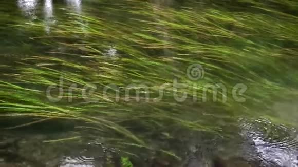 放松绿色水下柳条藤条视频的预览图