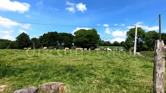草地上的白牛群视频的预览图