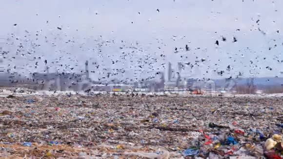 一群鸟从城市垃圾场起飞兰迪背景上的工业工厂视频的预览图
