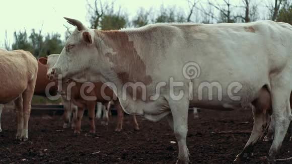 白牛站在农村农场的牧场上放牧牲畜的牛群视频的预览图