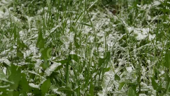 雪落在绿草上异常天气落雪在一个有草的公园里慢动作视频的预览图