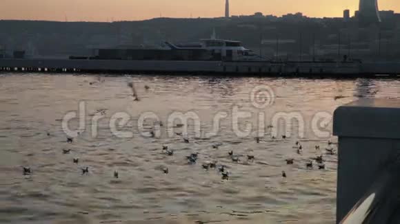 日落时海湾上的海鸥视频的预览图