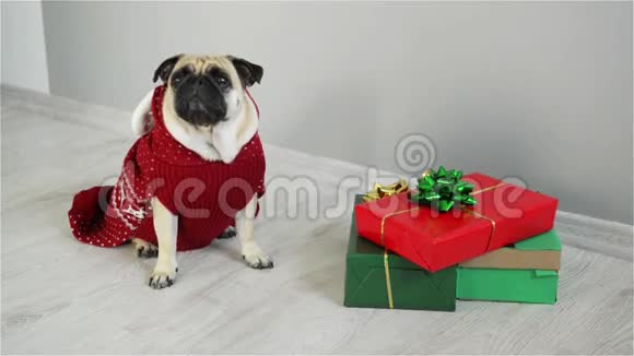 一只漂亮的狗穿着驯鹿的西装种着一只小狗狗穿着一件红白相间的毛衣坐在礼物旁边视频的预览图