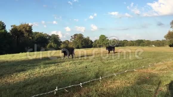 奶牛在晴天回家奶牛走路视频的预览图